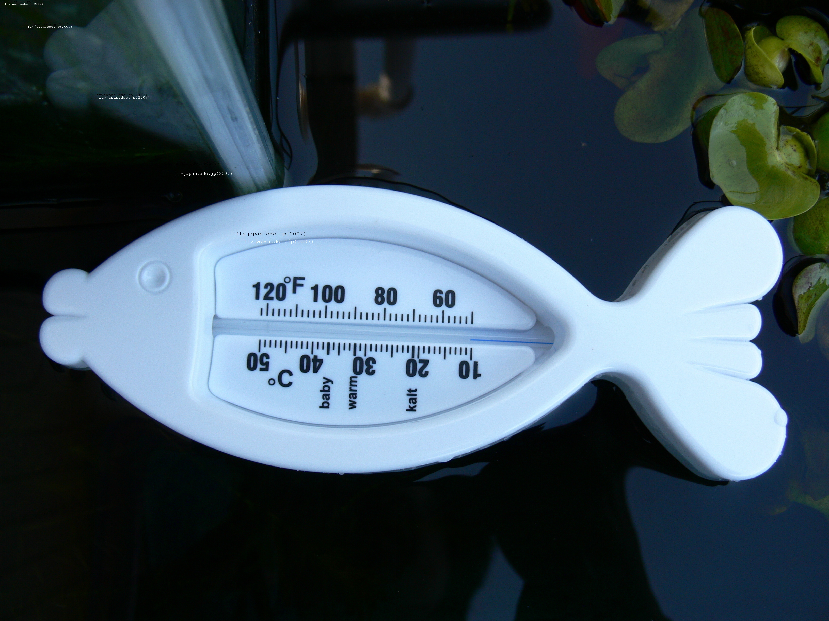 ふなブログ: 金魚池の水温計