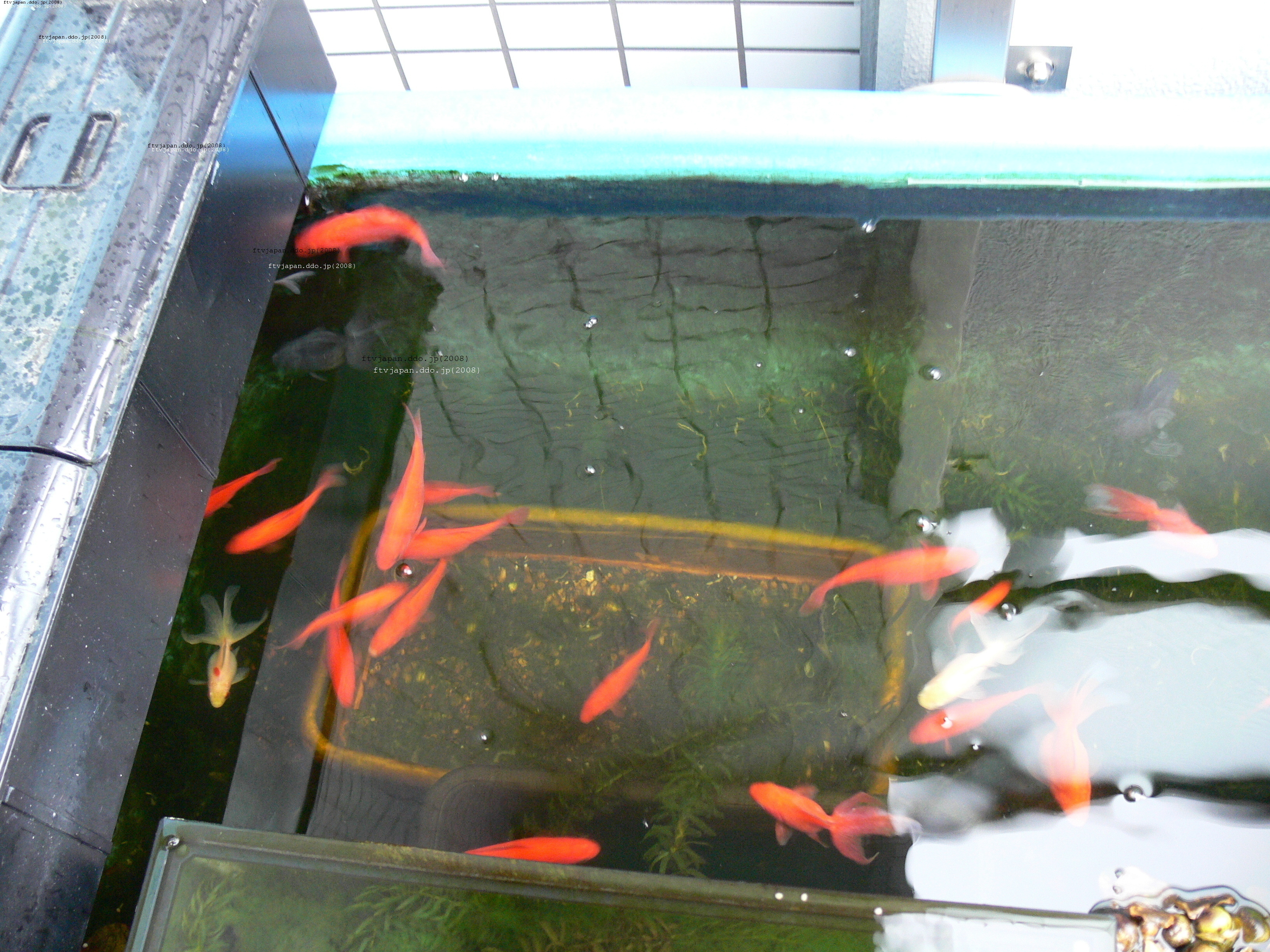 ふなブログ: 真冬の金魚池の様子